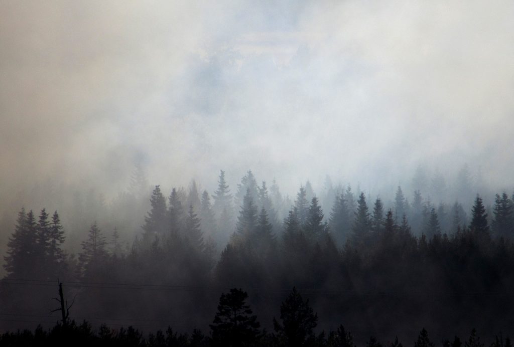 Wildfire smoke spread over a forest