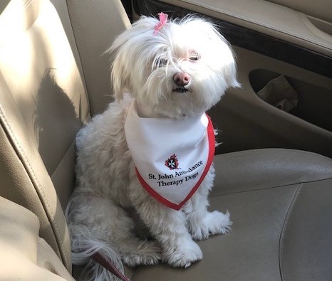 St. Johns Ambulance Therapy dog sitting in a car