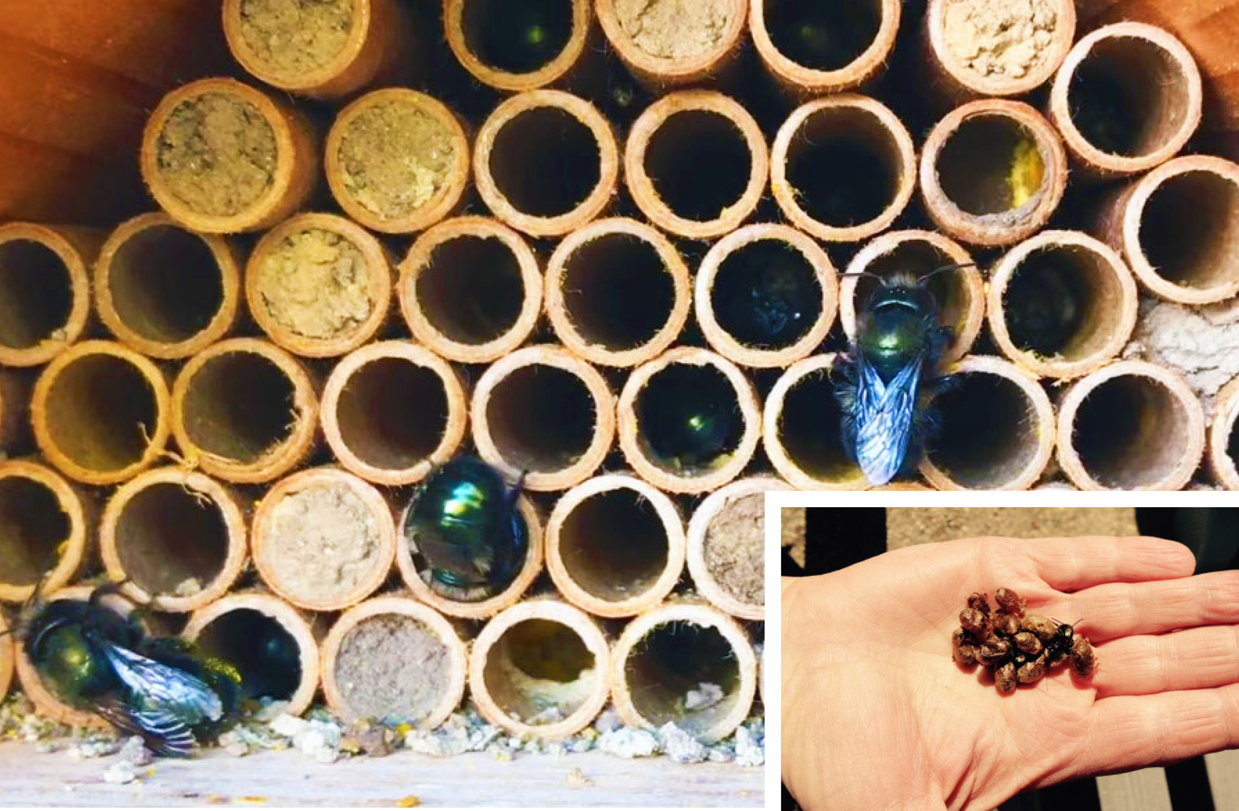 A number of small tubes, some empty, some with plugs. Mason bees crawl over the tubes. A hand holds out a mason bee.