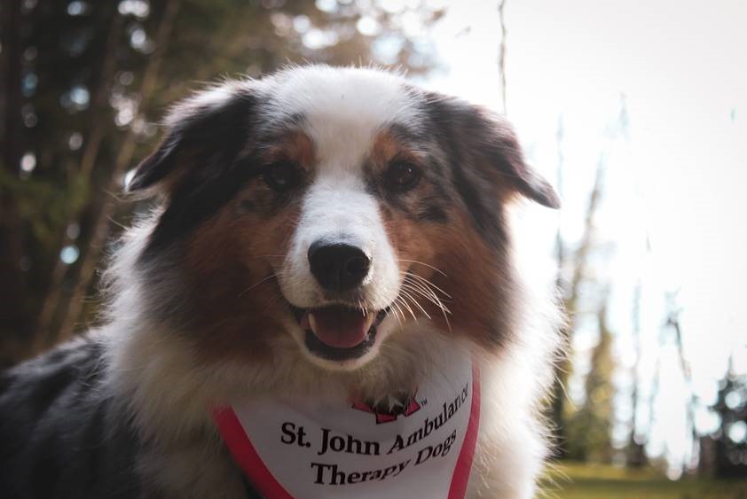 Australian Shepherd Dog wearing St Johns Ambulance scarf