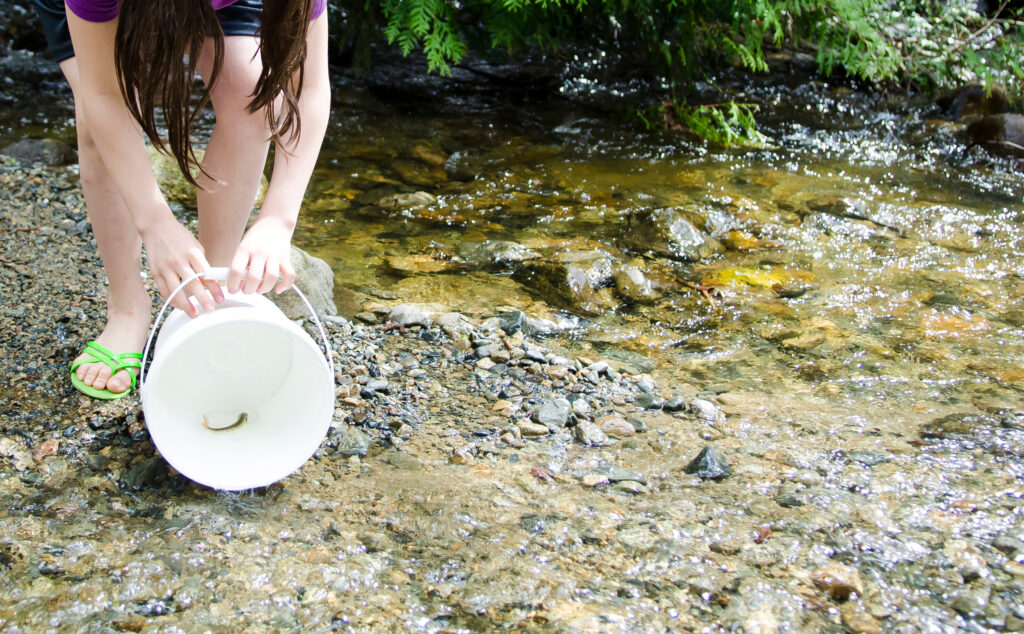 A child's hands hold a bucket releasing a smolt into a river.