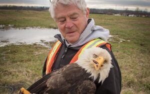 Dr. Michael Seear cradles a tagged bald eagle.