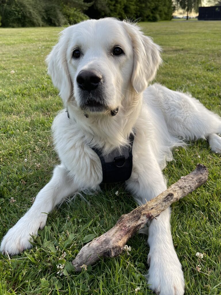 Elqui, a St. Johns Ambulance Therapy dog, lies on the grass with a stick.