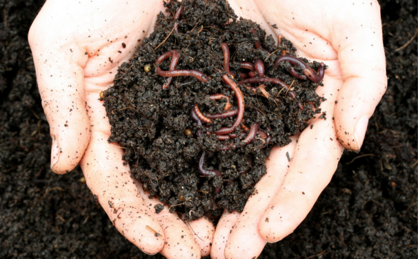 Hands holding a clump of dirt with worms in it