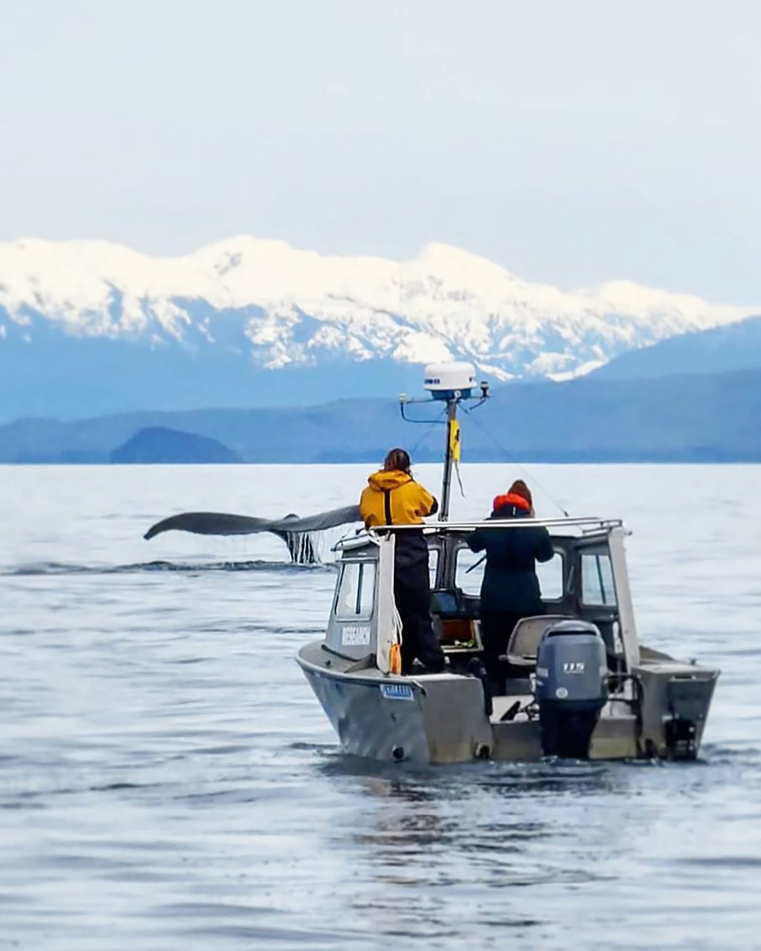 A whale research boat in front of a whale's tale