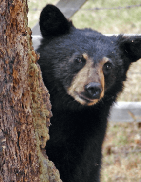 Black Bear hiding behind a tree